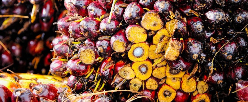 Chứng nhận chuỗi cung ứng RSPO cho dầu cọ