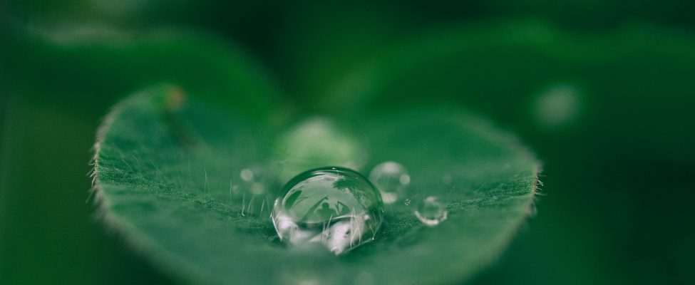 Phân loại của EU